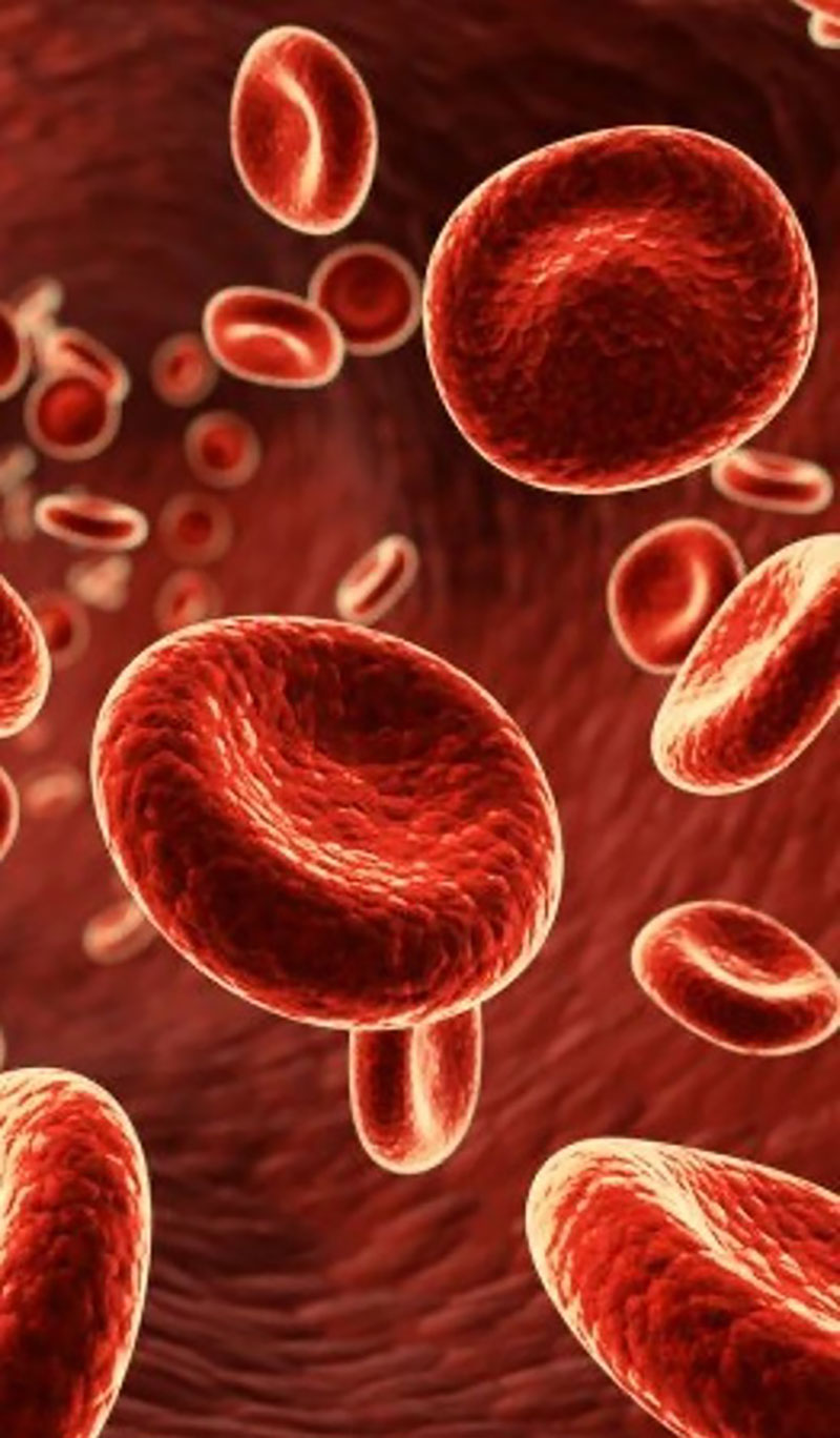 Structure of red blood cells and hemoglobin