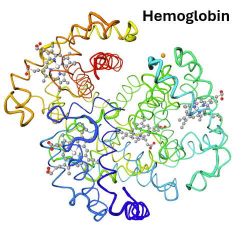 Schematic of the heme structure